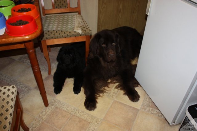 Фото: ньюфаундленд Черный Шарм Ангельская Красота (Chernyi Sharm Angel'skaya Krasota), ньюфаундленд Соул оф Роуз Арлин