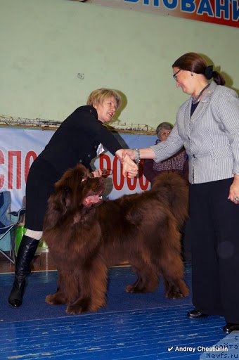 Фото: ньюфаундленд Бархатка Роскошная, [p1434]
судья Островская М.