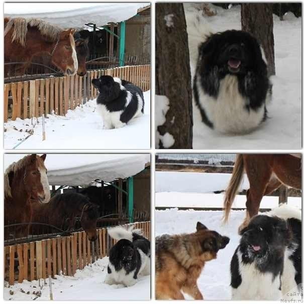 Фото: ньюфаундленд Черный Шарм Веллингтон