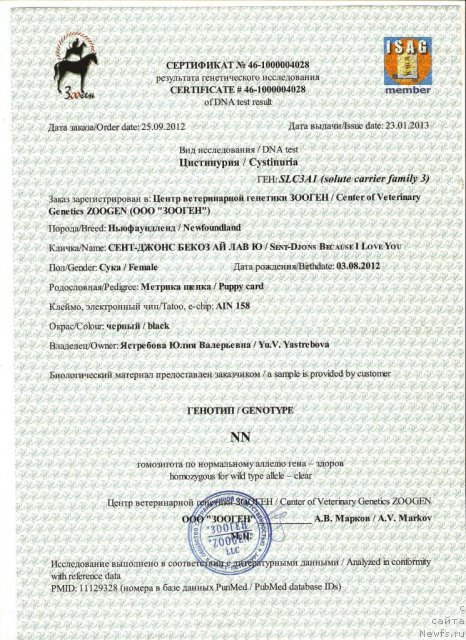 Фото: ньюфаундленд Сент Джонс Бекоз Ай Лове Ю