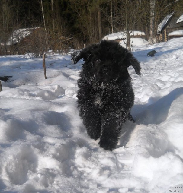 Фото: ньюфаундленд Сафари Шамба Климовна