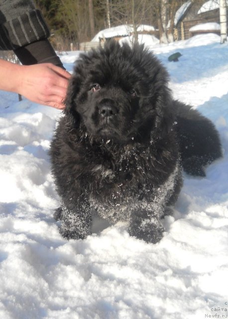 Фото: ньюфаундленд Сафари Шамба Климовна