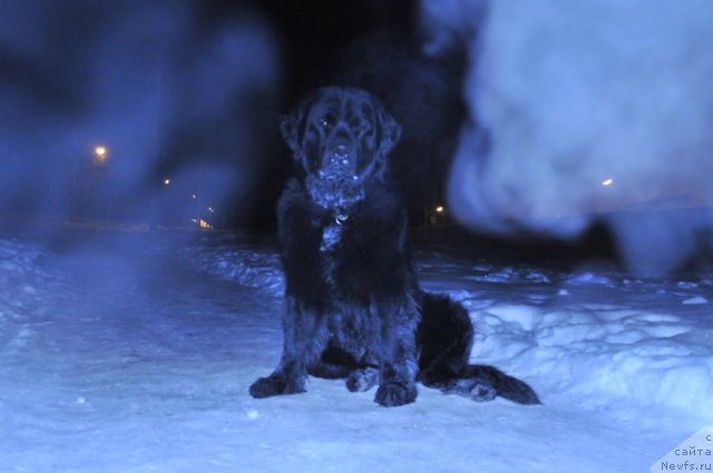 Фото: ньюфаундленд Старбимовлав Дикэ