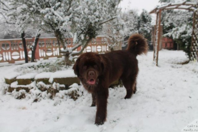 Фото: ньюфаундленд Фартовая Фишка с Берега Дона (Fartovaya Fishka s Berega Dona)