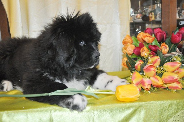 Фотография № 117536