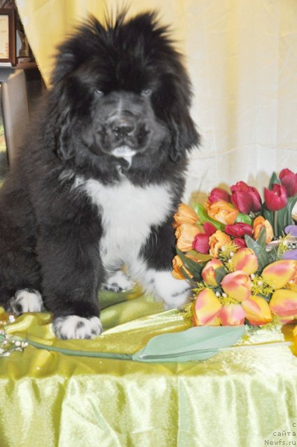 Фотография № 117537