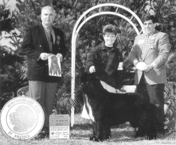 Фото: ньюфаундленд Quincy Rubin Rouge di Borgoleonardo