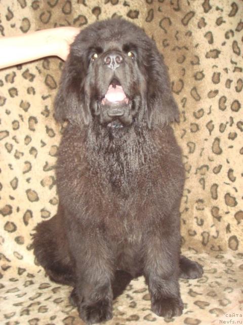 Фото: ньюфаундленд Мэджикал Оушен Граффити