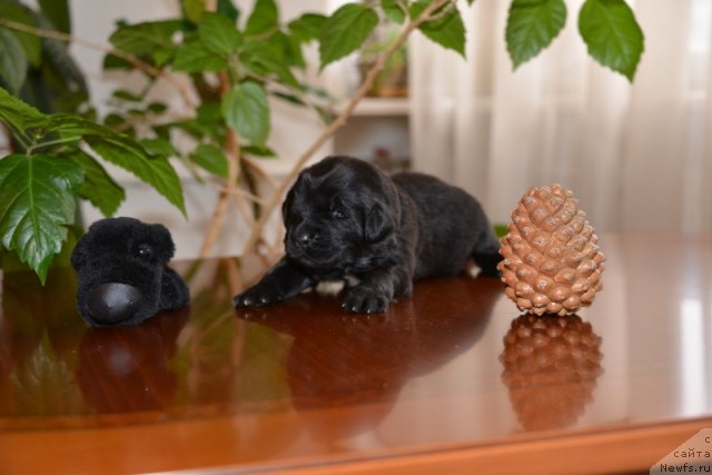 Фото: ньюфаундленд Бегущая по Волнам Ханд Маде (Beguschaya po Volnam Hand Made)