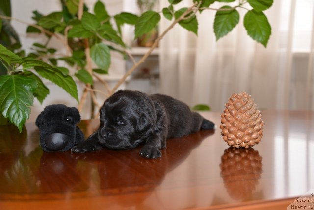 Фото: ньюфаундленд Бегущая по Волнам Ханд Маде (Beguschaya po Volnam Hand Made)