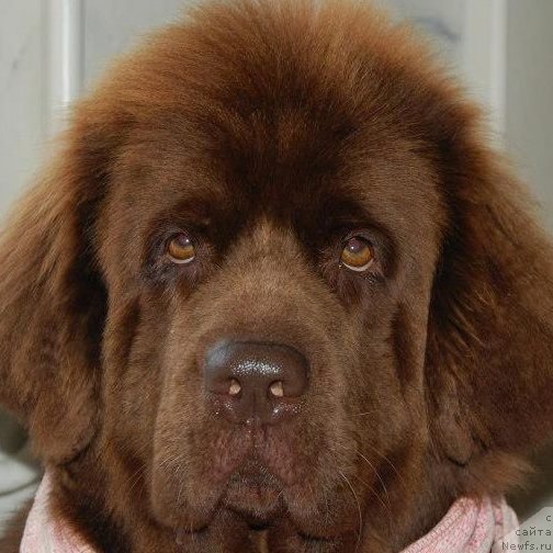 Фото: ньюфаундленд Newettas Vanessa