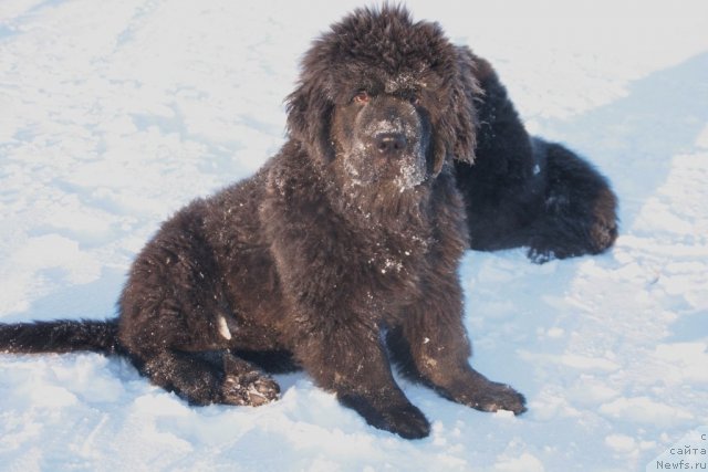 Фото: ньюфаундленд Янтарная Мечта