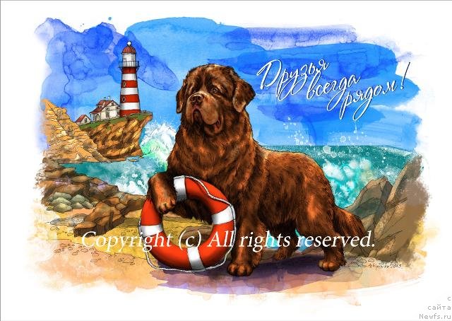 Фото: ньюфаундленд Лесная Сказка Королевский Медведь (Lesnaja Skazka Korolevskiy Medved)