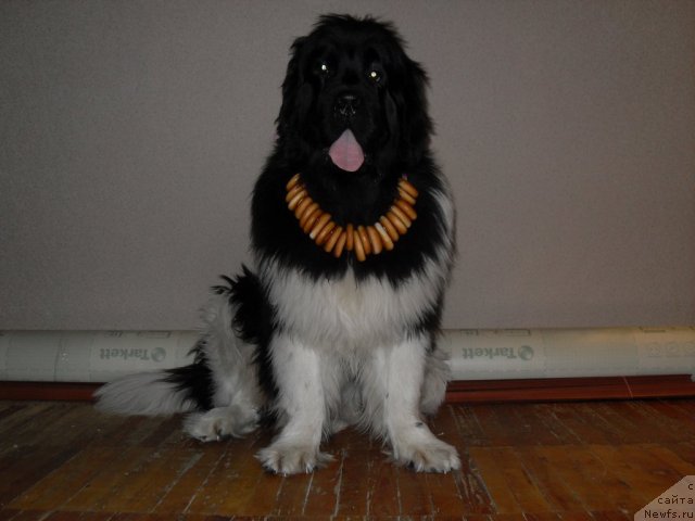 Фотография № 117631