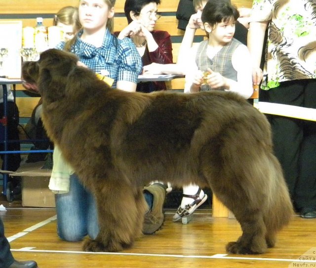 Фото: ньюфаундленд Морошка из Царства Медведей