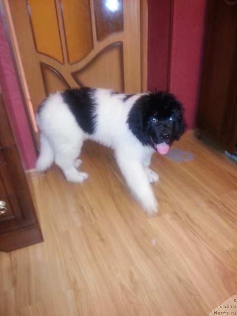 Фото: ньюфаундленд Санта Де Ла Морис