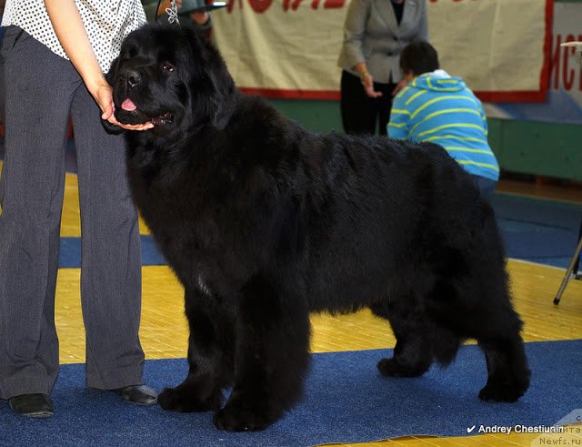 Фото: ньюфаундленд Акватория Келвин Фиона (Aquatoriya Kelvin Fiona)