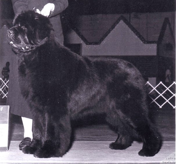 Фото: ньюфаундленд Pouch Cove's The Shareholder