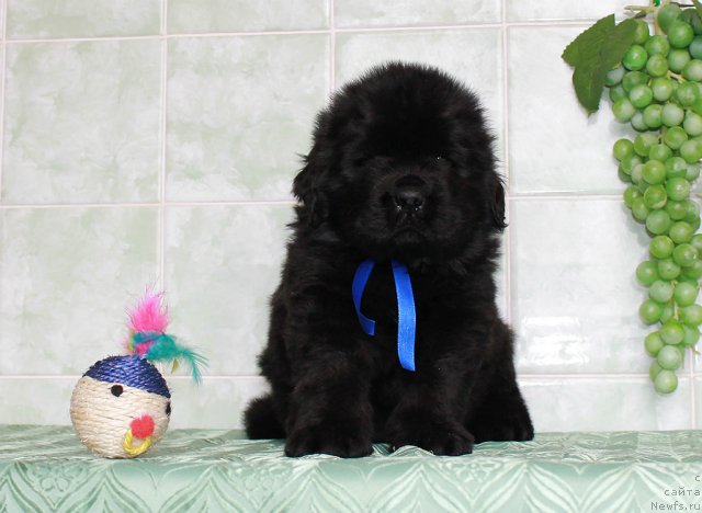 Фото: ньюфаундленд Султан Бест Бавария Бель (Sultan Best Bavariya Belle)