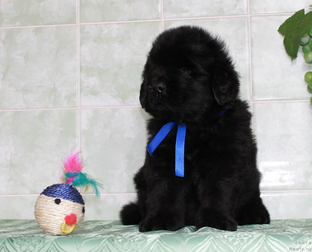 Фото: ньюфаундленд Султан Бест Бавария Бель (Sultan Best Bavariya Belle)