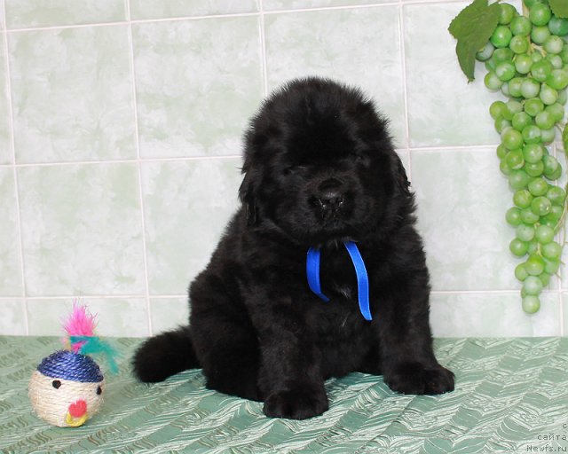 Фото: ньюфаундленд Султан Бест Бавария Бель (Sultan Best Bavariya Belle)