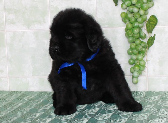 Фото: ньюфаундленд Султан Бест Бавария Бель (Sultan Best Bavariya Belle)