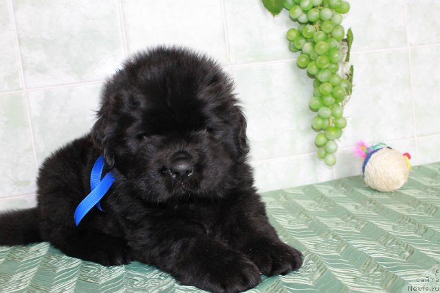 Фото: ньюфаундленд Султан Бест Бавария Бель (Sultan Best Bavariya Belle)