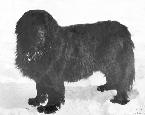 Фото: ньюфаундленд Юкор Агли