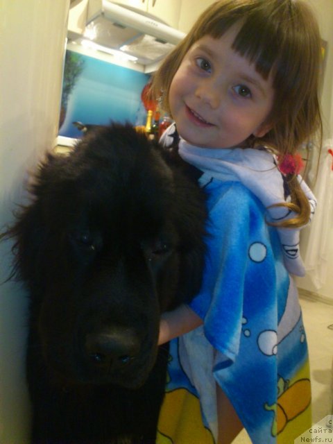 Фото: ньюфаундленд Ван Лен Тайм Олдер