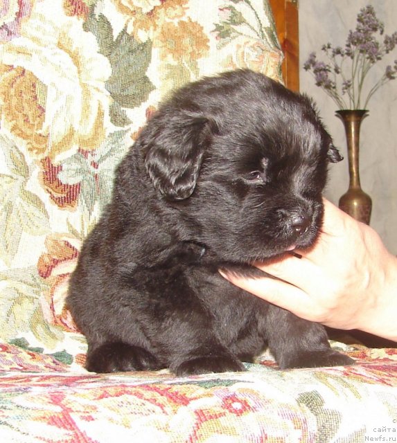 Фото: ньюфаундленд Соло Юта из Племени Кедра