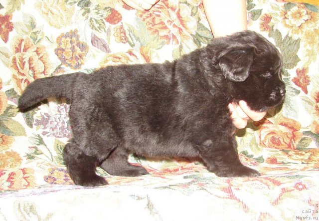 Фотография № 117831