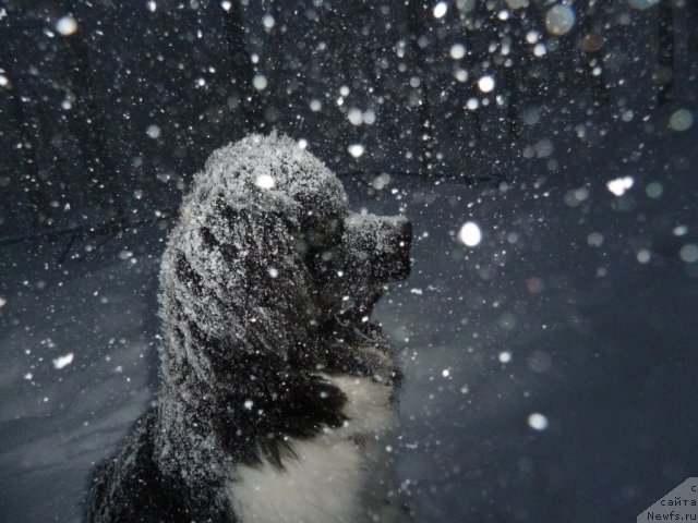 Фото: ньюфаундленд Фиаметтахауз Примо Орсо Нео