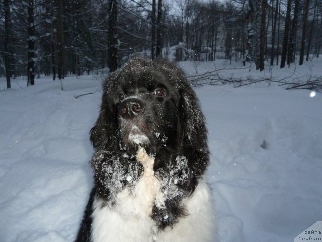 Фото: ньюфаундленд Фиаметтахауз Примо Орсо Нео