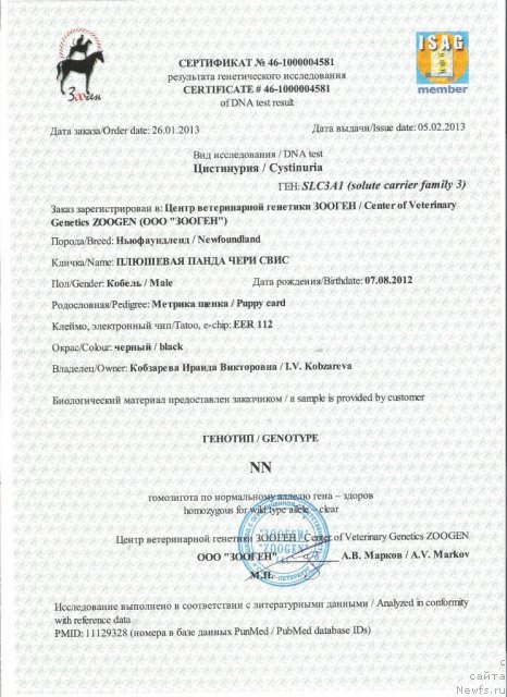 Фото: ньюфаундленд Плюшевая Панда Чери Свис (Plushevaya Panda Cheri Suisse)