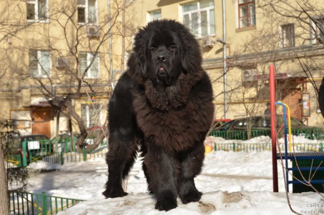 Фото: ньюфаундленд Сент Джонс Бостон Вальтз