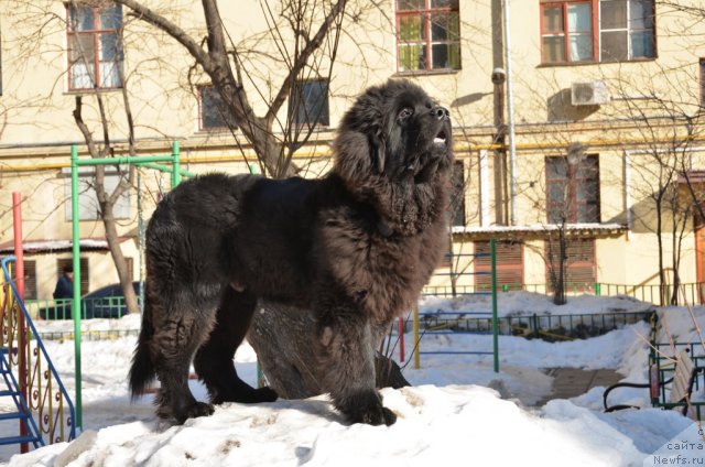 Фото: ньюфаундленд Сент Джонс Бостон Вальтз