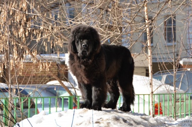 Фото: ньюфаундленд Сент Джонс Бостон Вальтз