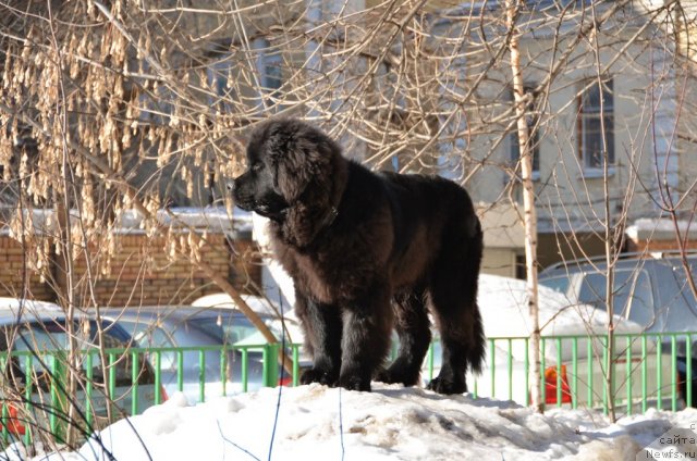 Фото: ньюфаундленд Сент Джонс Бостон Вальтз