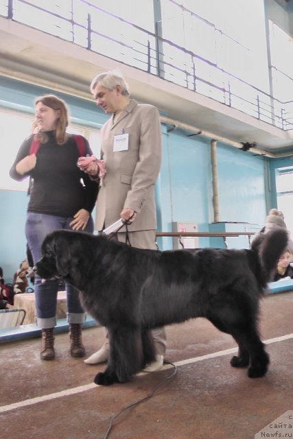 Фото: ньюфаундленд Порш Кайен (Porsche Cayene)