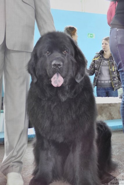 Фото: ньюфаундленд Порш Кайен (Porsche Cayene)