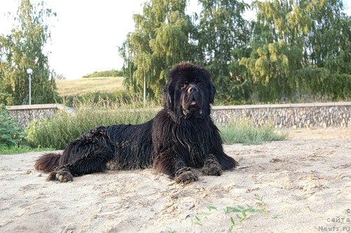 Фото: ньюфаундленд Супер Премиум Вашингтон