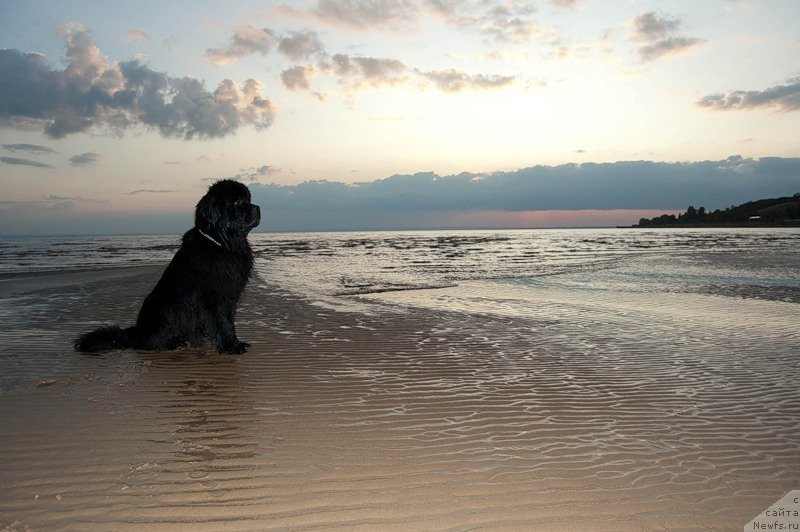 Фото: ньюфаундленд Супер Премиум Вашингтон