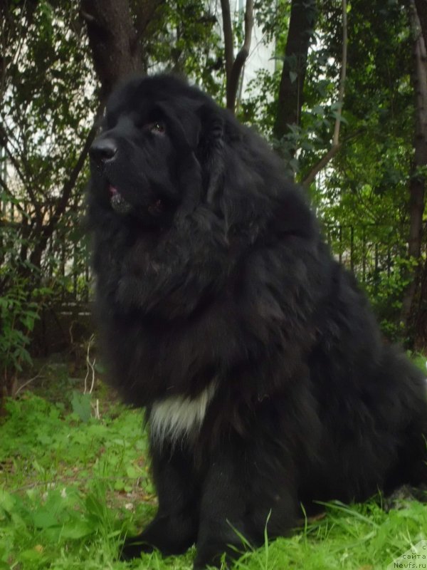 Фото: ньюфаундленд Питерньюф Чао-Какао