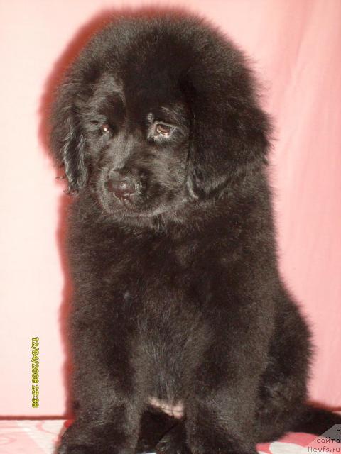 Фото: ньюфаундленд Касси Чаминг