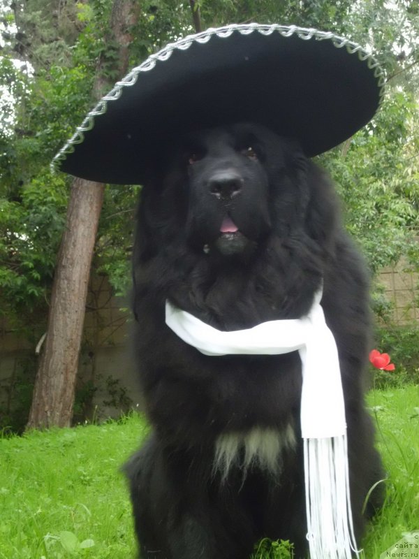 Фото: ньюфаундленд Питерньюф Чао-Какао