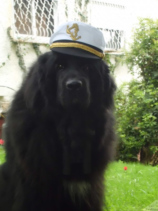 Фото: ньюфаундленд Питерньюф Чао-Какао