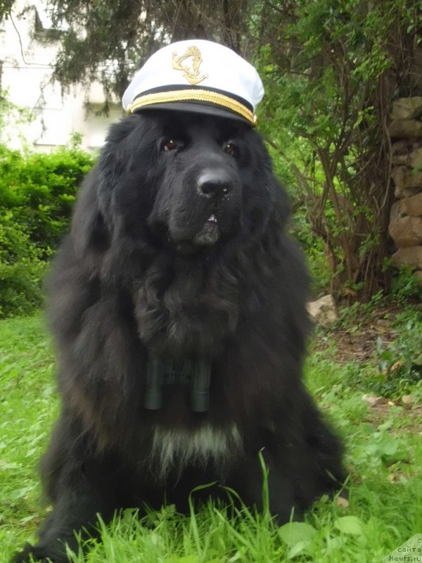 Фото: ньюфаундленд Питерньюф Чао-Какао