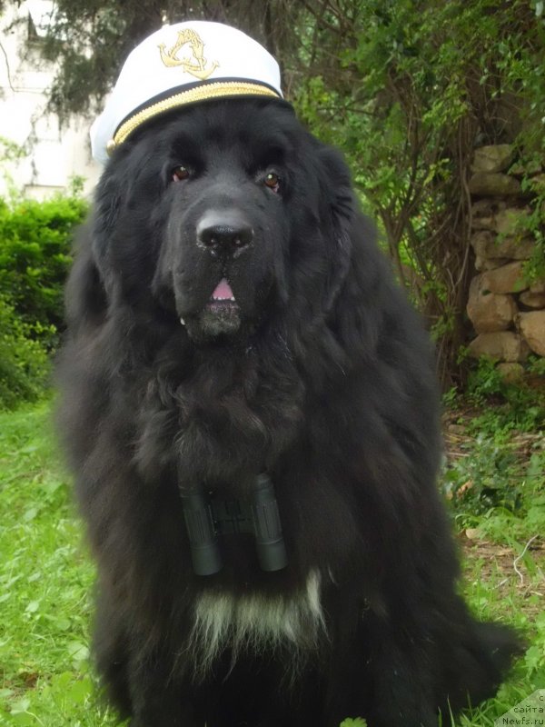 Фото: ньюфаундленд Питерньюф Чао-Какао