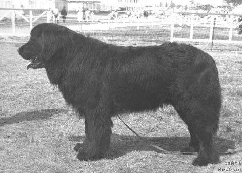 Фото: ньюфаундленд Гюнтер Дже Бурке Вольф