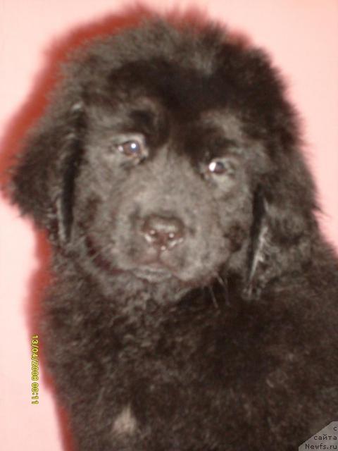 Фото: ньюфаундленд Конни Флайфи